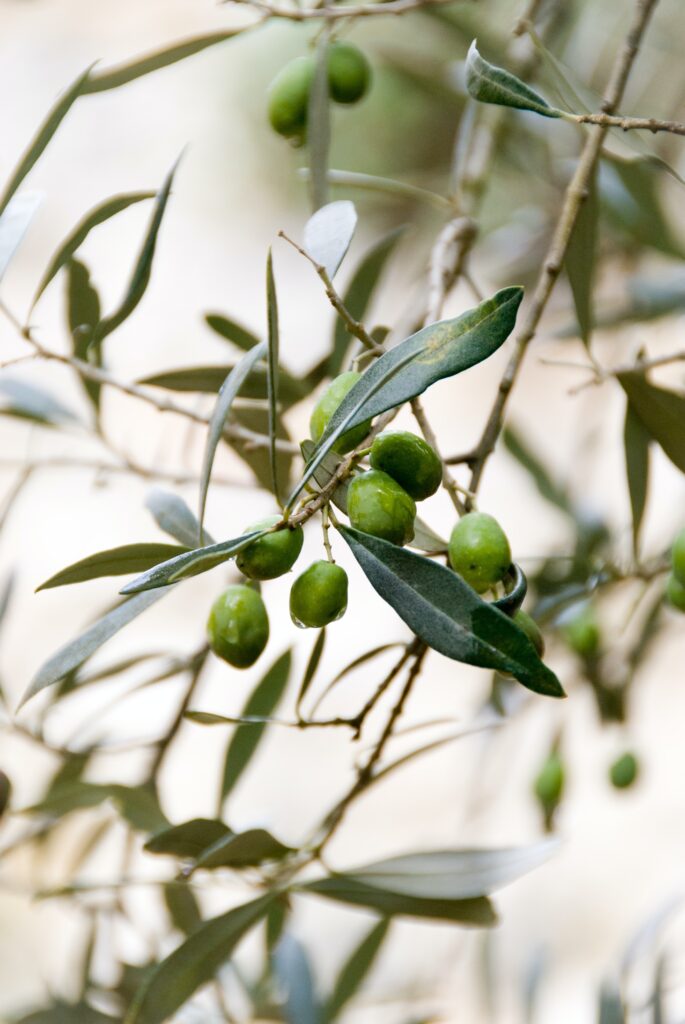 janine_joles_Olive Oils